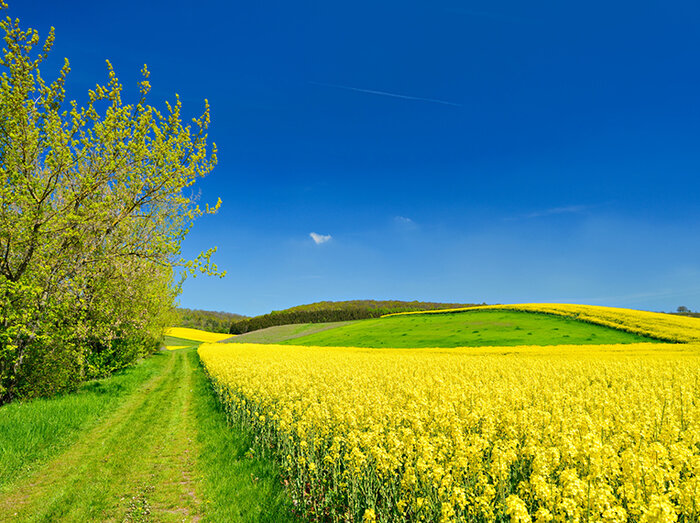 Rapsfeld - Rohstoff für alternative Energien