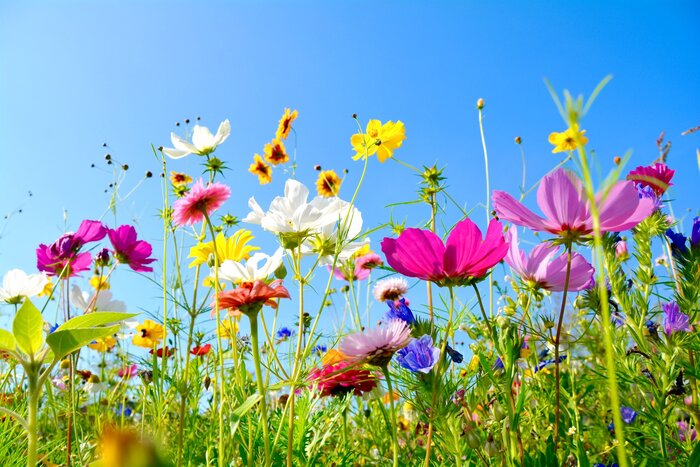 Gartenpflanzen - Infos jetzt übersichtlich in einer App.