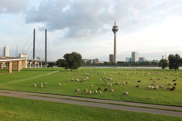 Schafe weiden auf einer Grünfläche am Rande einer Stadt