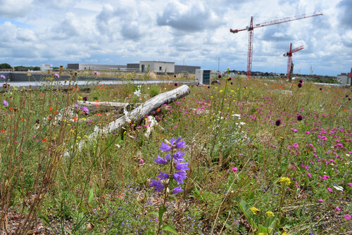 Fachkongress "Biodiversität Gebäudegrün" am 24. und 25. April 2024 in Düsseldorf