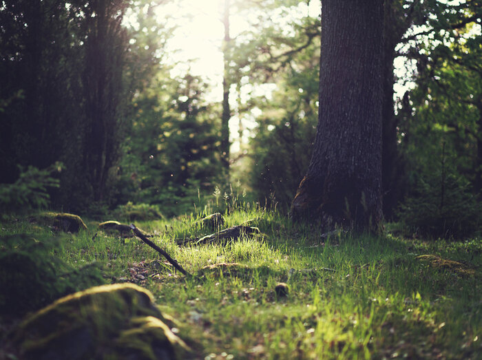 Wald.jpg