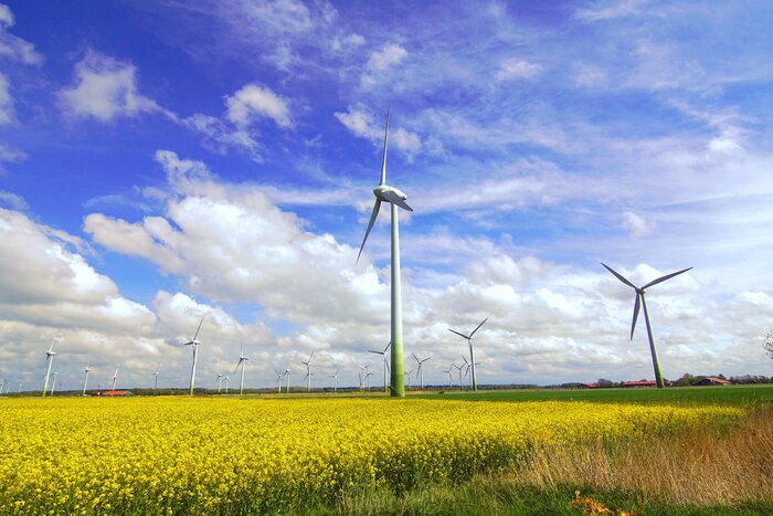 Windräder auf einem gelben Rapsfeld vor blauweißem Himmel