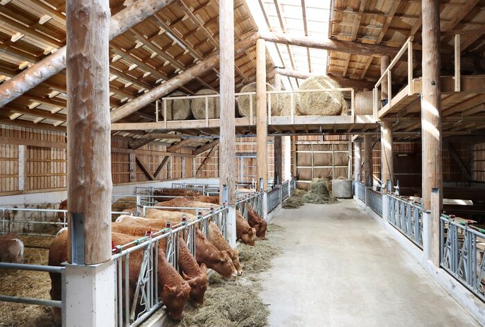  Mutterkuhstall in Clausthal-Zellerfeld: das Tragwerk aus heimischen Rundhölzern im Licht des blendfreien Lichtbands.