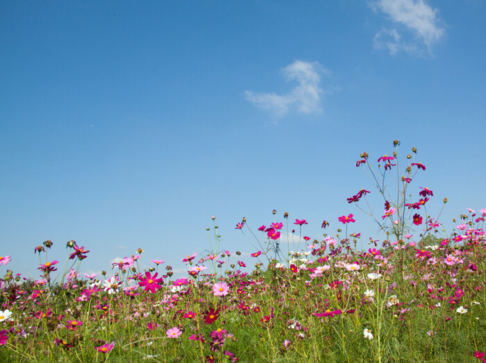 Blumenwiese.jpg