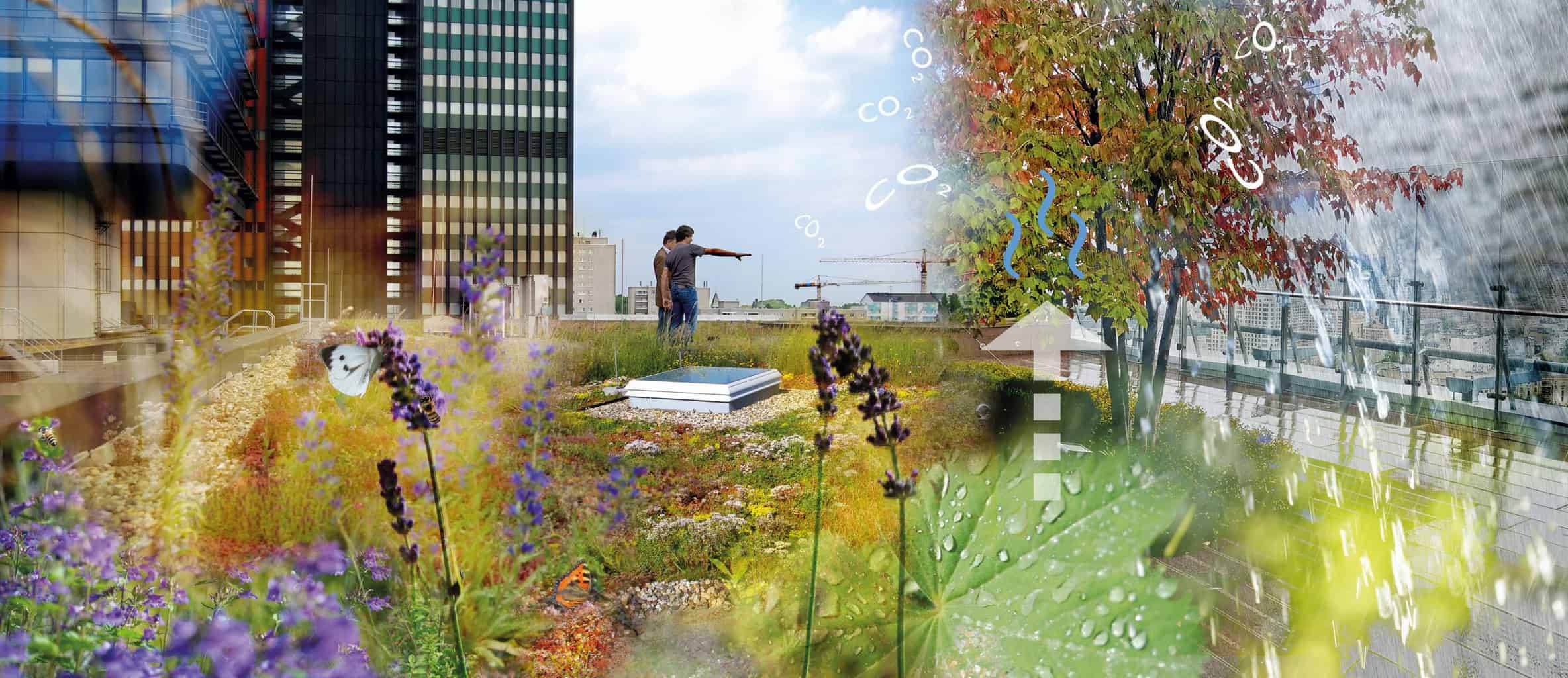 Regenwasserrückhalt, Verdunstungsleistung, Biodiversität – die Städte brauchen diese Ökosystemleistungen von Dachbegrünungen. Quelle: ZinCo