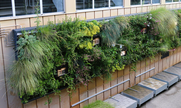 Bei der Wilden Klimawand handelt es sich um ein Grünfassadensystem zur Förderung der Biodiversität und Klimaresilienz in urbanen
