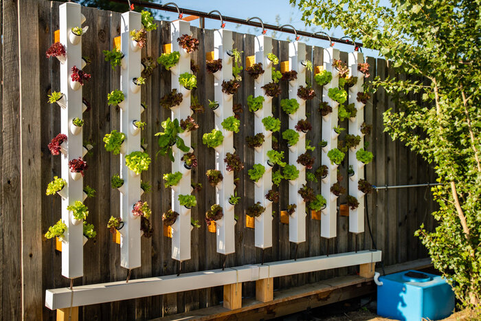 Im Reallabor ROOF WATER-FARM werden innovative Konzepte wie Aquaponik (Kombination von Fischzucht und Pflanzenanbau) und Hydroponik (pflanzliche Kultivierung ohne Erde) erforscht