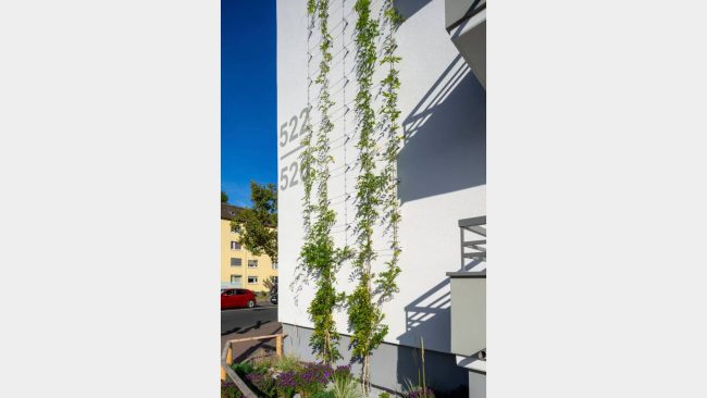 Noch sind die Pflanzen zart, doch mit der Zeit ziert üppiges Grün die Fassade. Die Rankhilfe StoFix Iso-Bar ECO macht es möglich – wie an diesem Wohnbau in Frankfurt an der Mainzer Straße. © Axel Stephan, Frankfurt / Sto SE & Co. KGaA