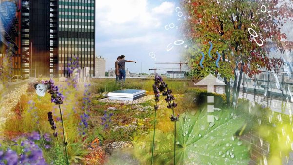 Regenwasserrückhalt, Verdunstungsleistung, Biodiversität – die Städte brauchen diese Ökosystemleistungen von Dachbegrünungen. Quelle: ZinCo